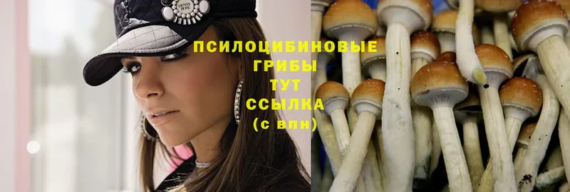 Псилоцибиновые грибы Cubensis  ссылка на мегу   Мамоново 